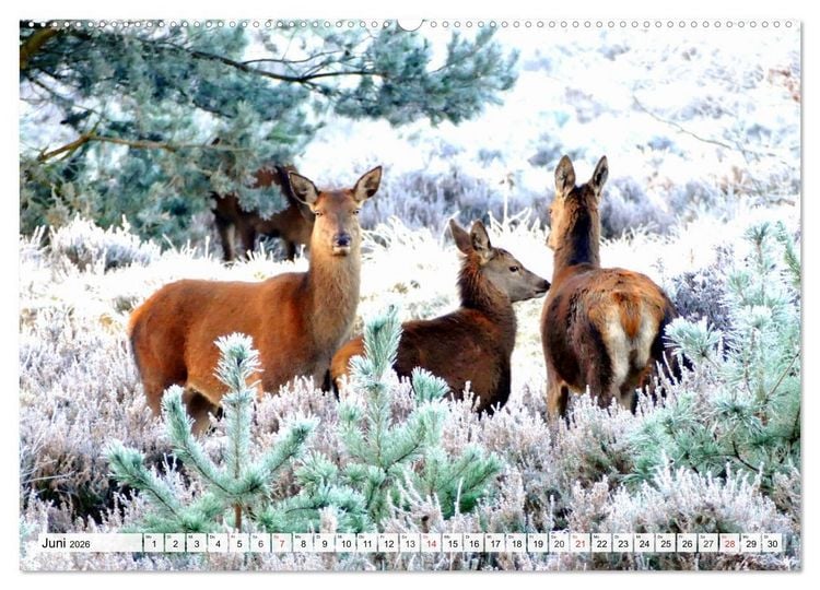 Produktbild: Eiszeit. Winter und Frost in der Natur (hochwertiger Premium Wandkalender 2026 DIN A2 quer), Kunstdruck in Hochglanz