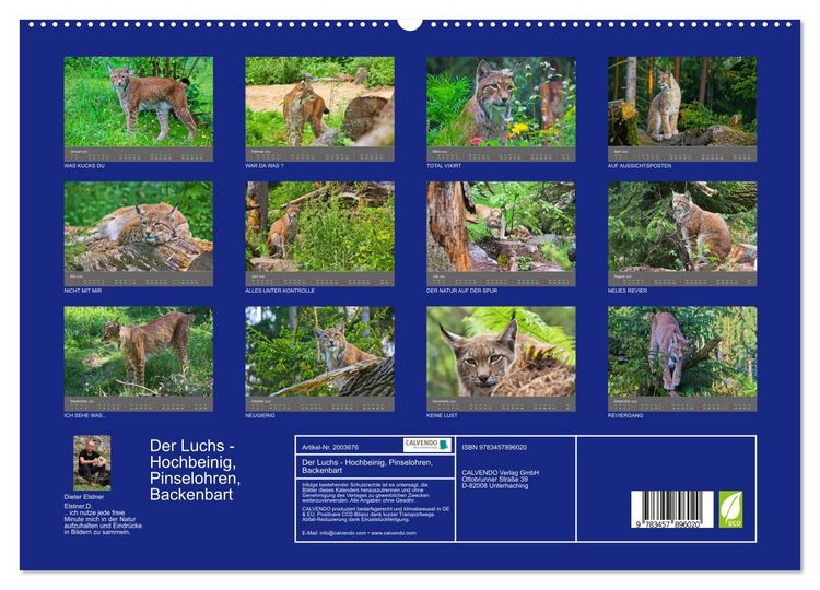 Produktbild: Der Luchs - Hochbeinig, Pinselohren, Backenbart (hochwertiger Premium Wandkalender 2026 DIN A2 quer), Kunstdruck in Hochglanz