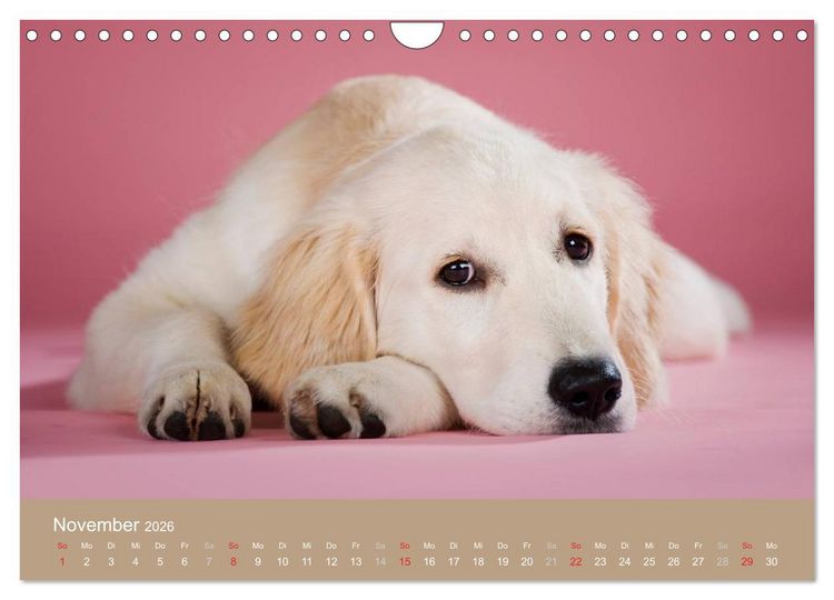 Produktbild: Golden Retriever (Wandkalender 2026 DIN A4 quer), CALVENDO Monatskalender