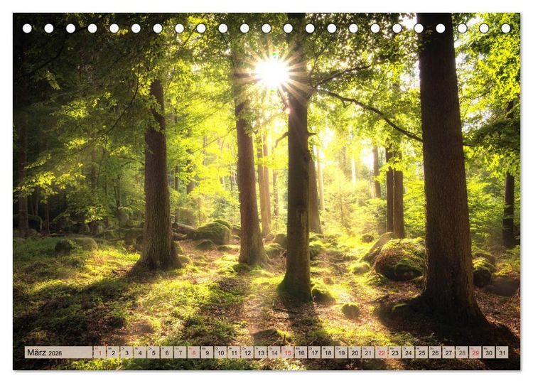 Produktbild: Leise durch den Wald. Sich Zeit nehmen und der Stille lauschen (Tischkalender 2026 DIN A5 quer), CALVENDO Monatskalender