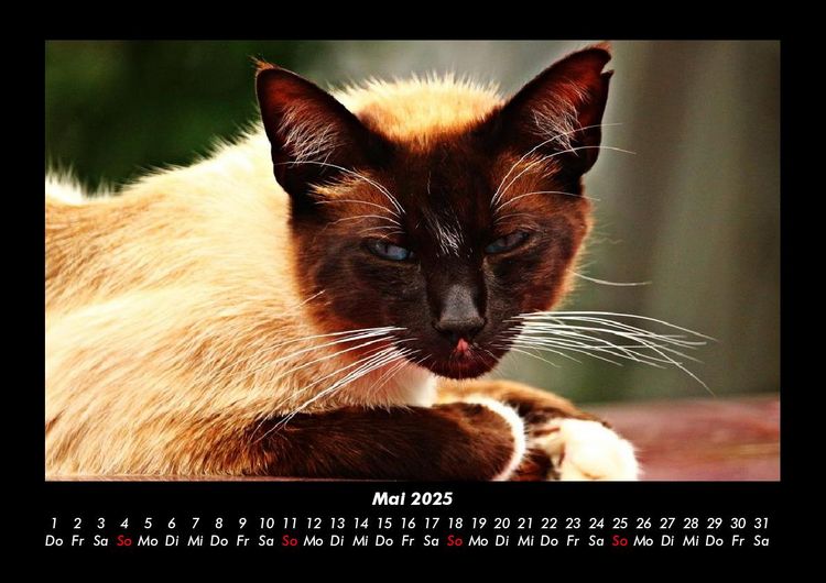 Produktbild: F&uuml;r Katzenfreunde 2025 Fotokalender DIN A3