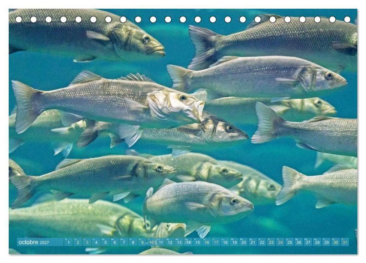 Produktbild: Poissons : d'&eacute;tangs et des rivi&egrave;res (Calendrier de bureau 2027 DIN A5 vertical), CALVENDO calendrier mensuel