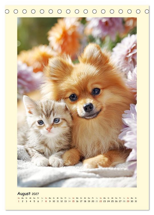 Produktbild: Der Pomeranian. Putziger Zwergspitz zum Verlieben (Tischkalender 2027 DIN A5 hoch), CALVENDO Monatskalender