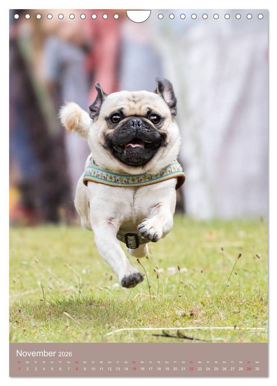Produktbild: Mops-Rennen (Wandkalender 2026 DIN A4 hoch), CALVENDO Monatskalender