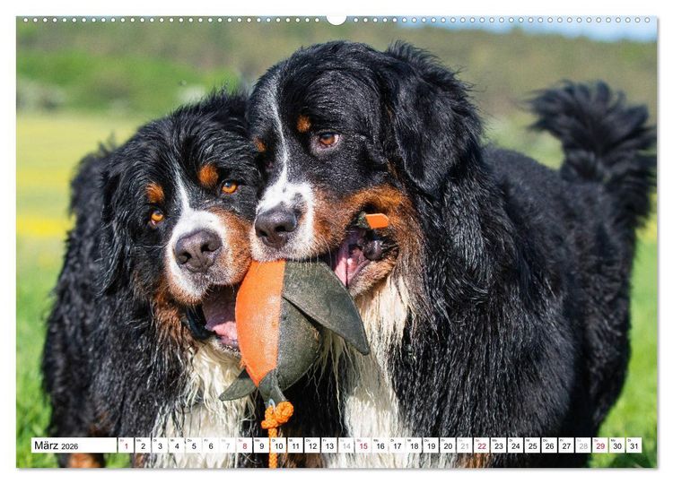Produktbild: Ein Herz auf 4 Pfoten - Berner Sennenhund (hochwertiger Premium Wandkalender 2026 DIN A2 quer), Kunstdruck in Hochglanz