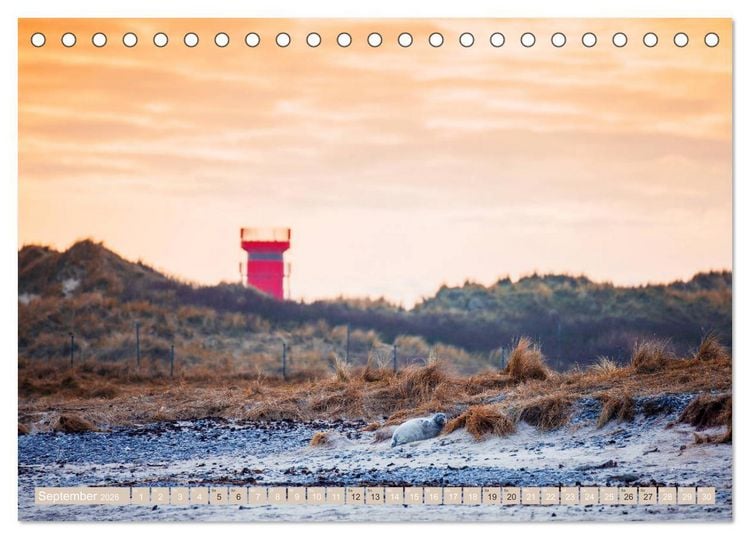 Produktbild: Helgoland - Das Leben auf der D&uuml;ne Helgolands (Tischkalender 2026 DIN A5 quer), CALVENDO Monatskalender