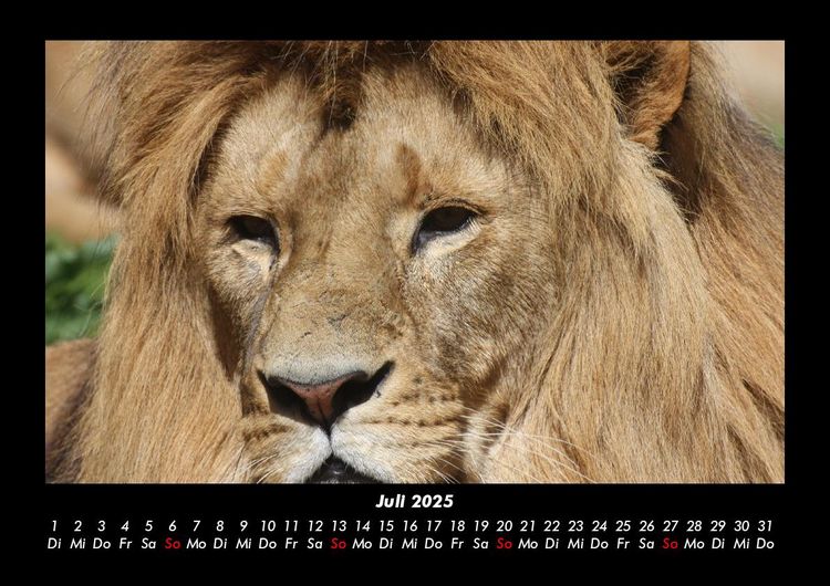 Produktbild: L&ouml;wen in der Wildnis 2025 Fotokalender DIN A3