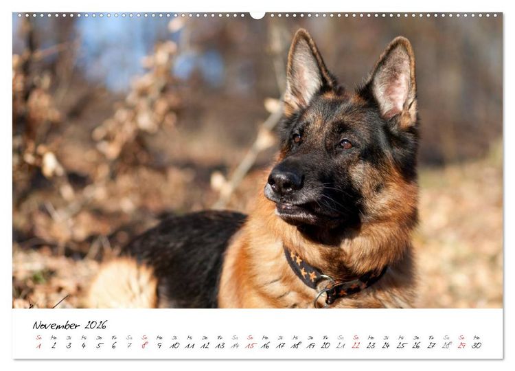 Produktbild: Deutsche Sch&auml;ferhunde - Senioren auf vier Pfoten (Wandkalender 2026 DIN A2 quer), CALVENDO Monatskalender