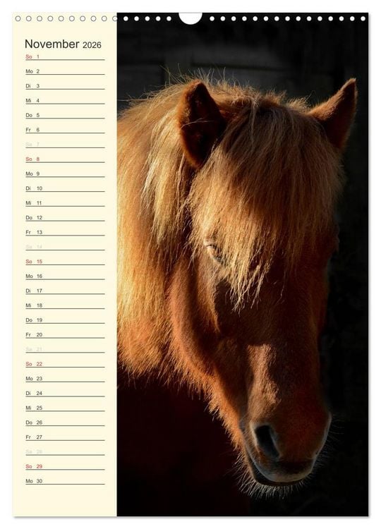 Produktbild: Islandpferde Geburtstagskalender (Wandkalender 2026 DIN A3 hoch), CALVENDO Monatskalender
