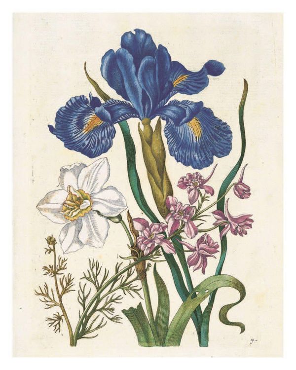 Produktbild: Maria Sibylla Merian: The New Book of Flowers/Neues Blumenbuch