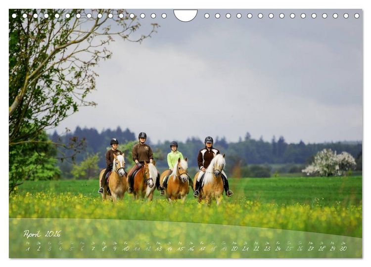 Produktbild: Haflinger-Pferde in Reinzucht (Wandkalender 2026 DIN A4 quer), CALVENDO Monatskalender