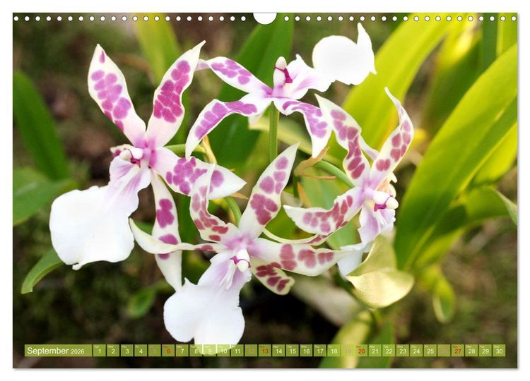 Produktbild: Orchid - A Flower Wonder (Wall Calendar 2026 DIN A3 landscape), CALVENDO 12 Month Wall Calendar