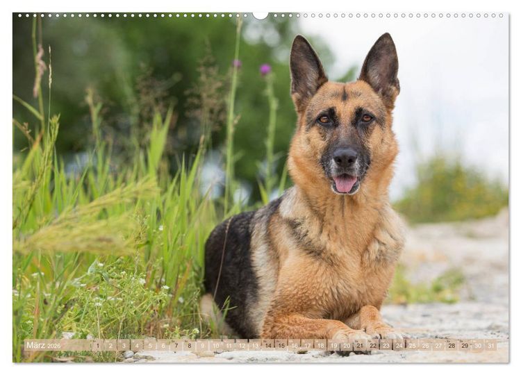 Produktbild: Sch&auml;ferhunde - Freunde auf 4 Pfoten (hochwertiger Premium Wandkalender 2026 DIN A2 quer), Kunstdruck in Hochglanz