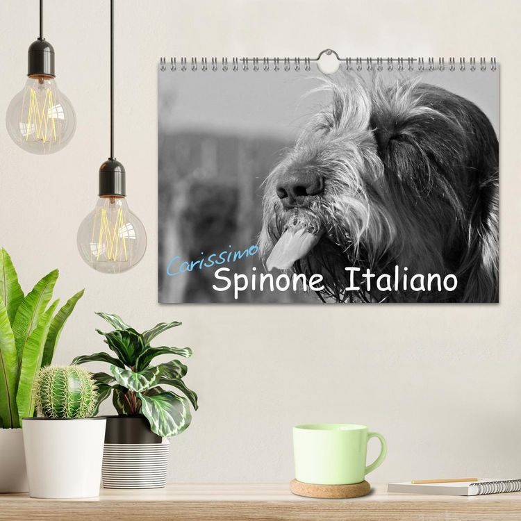 Produktbild: Carissimo Spinone Italiano (Wandkalender 2026 DIN A4 quer), CALVENDO Monatskalender