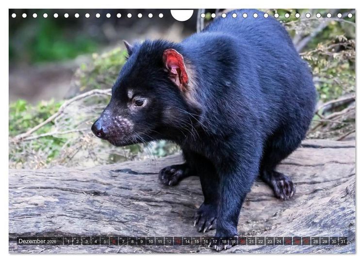 Produktbild: Australien tierisch gut 2026 (Wandkalender 2026 DIN A4 quer), CALVENDO Monatskalender