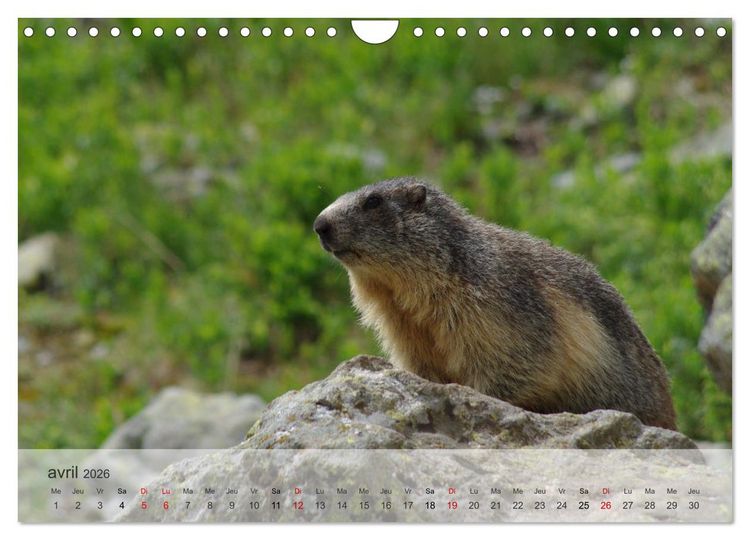 Produktbild: Echapp&eacute;e alpine (Calendrier mural 2026 DIN A4 vertical), CALVENDO calendrier mensuel