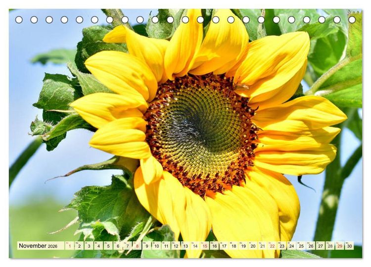 Produktbild: Sonnenblumen. Das Strahlen des Sommers (Tischkalender 2026 DIN A5 quer), CALVENDO Monatskalender