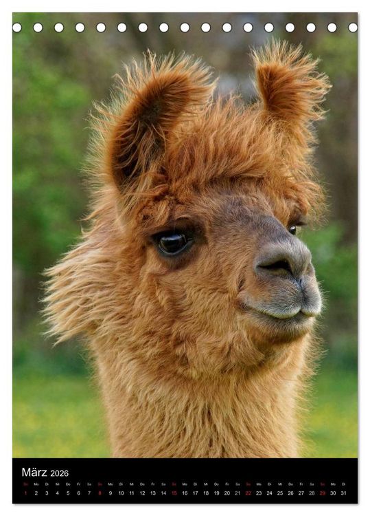 Produktbild: LAMAS (Tischkalender 2026 DIN A5 hoch), CALVENDO Monatskalender