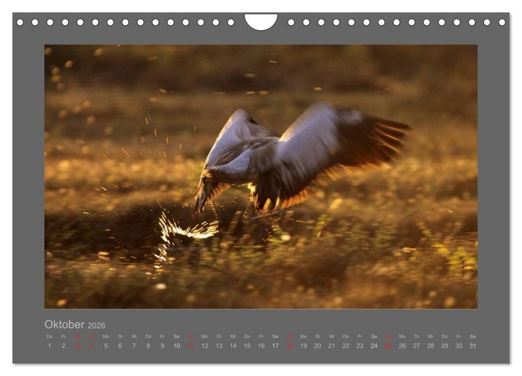 Produktbild: V&Ouml;GEL (Wandkalender 2026 DIN A4 quer), CALVENDO Monatskalender
