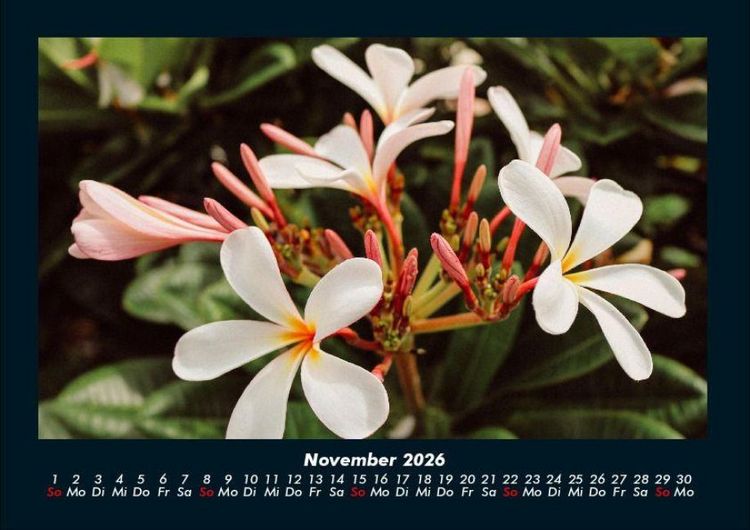 Produktbild: Blumentr&auml;ume 2026 Fotokalender DIN A4