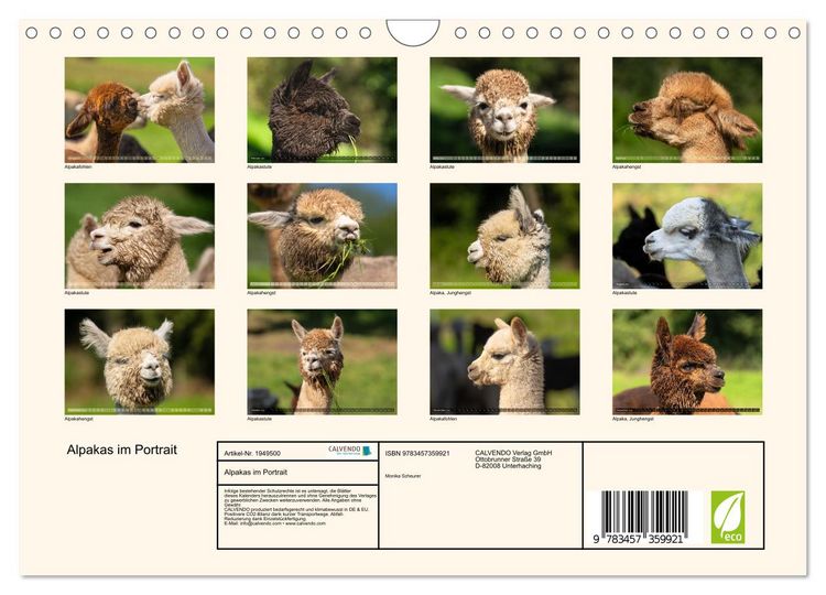 Produktbild: Alpakas im Portrait (Wandkalender 2026 DIN A4 quer), CALVENDO Monatskalender