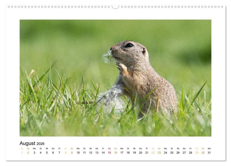 Produktbild: Wiener Tierwelt (hochwertiger Premium Wandkalender 2026 DIN A2 quer), Kunstdruck in Hochglanz