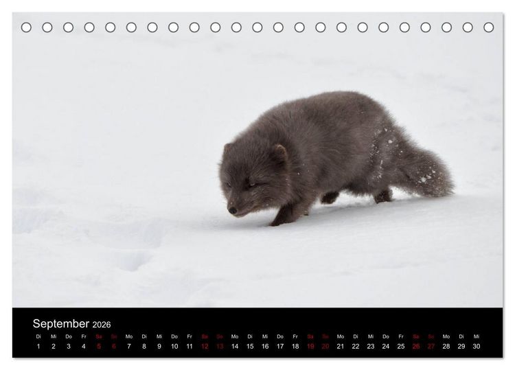Produktbild: Polarfuchsstudien Wildlife (Tischkalender 2026 DIN A5 quer), CALVENDO Monatskalender