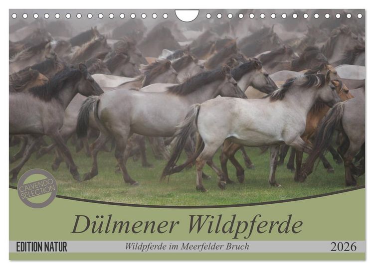 Produktbild: D&uuml;lmener Wildpferde - Wildpferde im Meerfelder Bruch (Wandkalender 2026 DIN A4 quer), CALVENDO Monatskalender