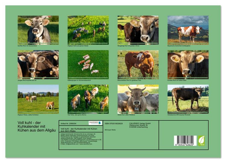 Produktbild: Voll kuhl - der Kuhkalender mit K&uuml;hen aus dem Allg&auml;u (hochwertiger Premium Wandkalender 2026 DIN A2 quer), Kunstdruck in Hochglanz