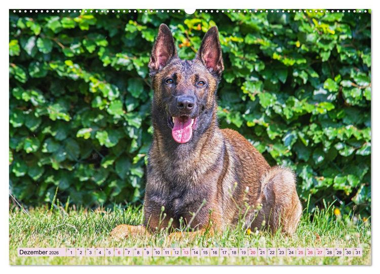 Produktbild: Freund und Besch&uuml;tzer - Der Malinois (Wandkalender 2026 DIN A2 quer), CALVENDO Monatskalender