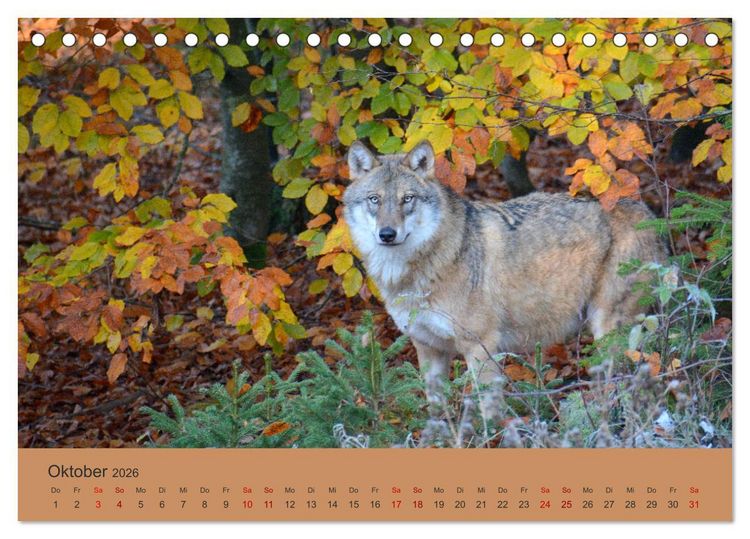 Produktbild: Begegnungen DER WOLF (Tischkalender 2026 DIN A5 quer), CALVENDO Monatskalender
