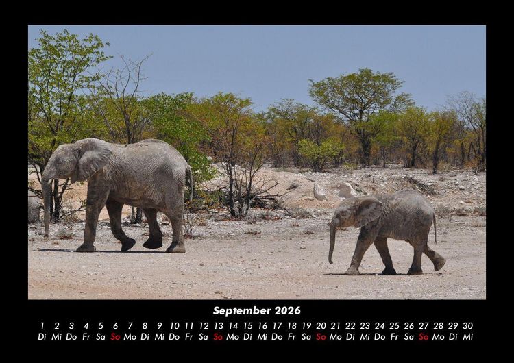 Produktbild: Elefanten - Die sanften Riesen Afrikas 2026 Fotokalender DIN A3