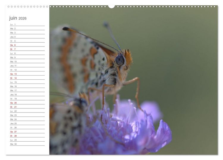 Produktbild: Dans le jardin des papillons (Calendrier mural 2026 DIN A2 vertical) calendrier de bureau