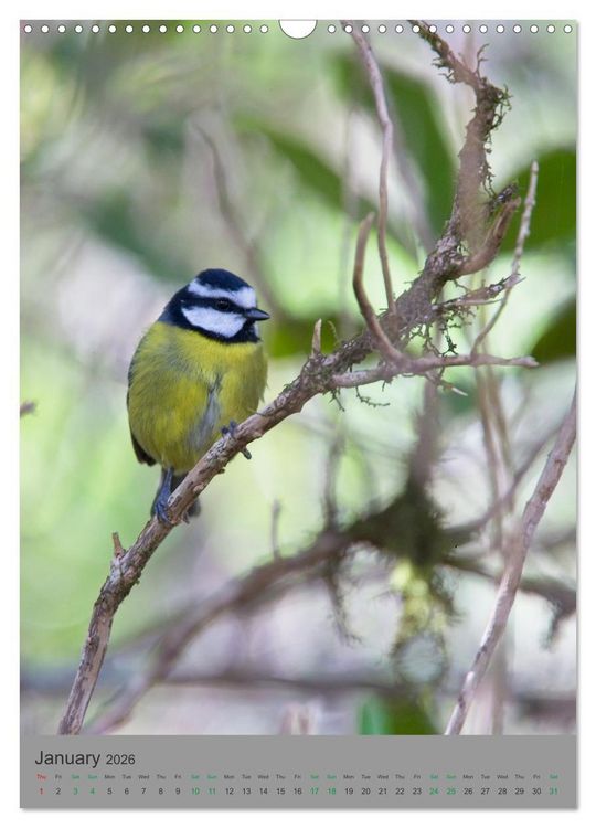 Produktbild: Wildlife of Spain (Wall Calendar 2026 DIN A3 portrait), CALVENDO 12 Month Wall Calendar