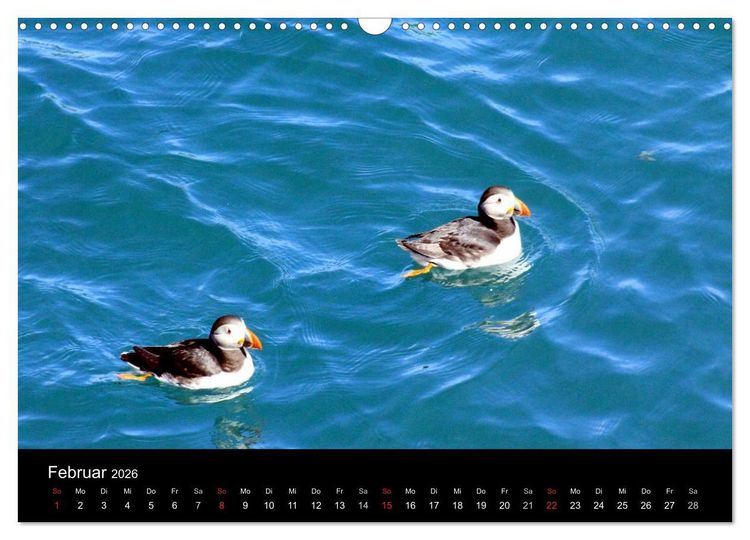 Produktbild: Puffins, Papageitauchern ganz nah (Wandkalender 2026 DIN A3 quer), CALVENDO Monatskalender