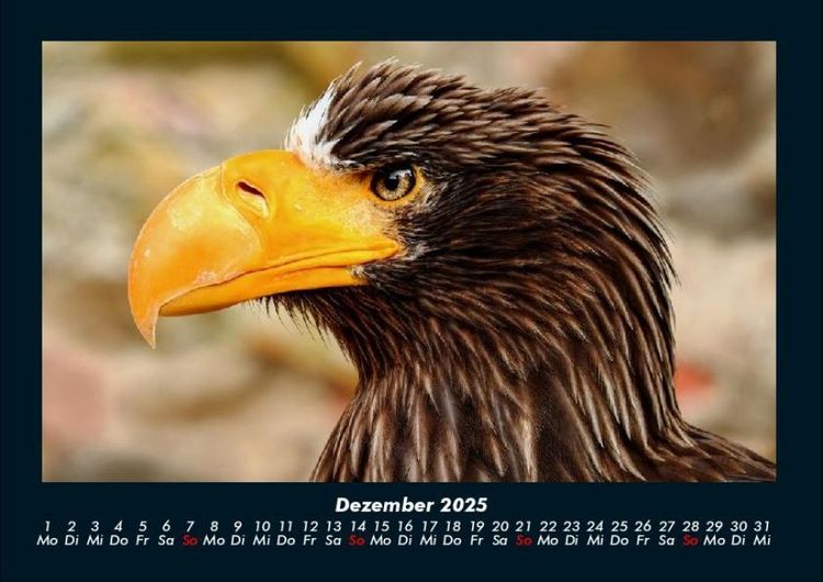 Produktbild: Adler 2025 Fotokalender DIN A4