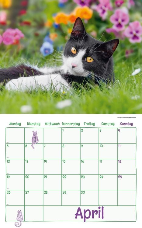 Produktbild: Katzen Kalenderpaket 2027