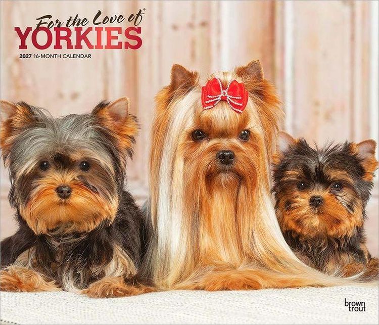 Produktbild: For the Love of Yorkshire Terriers 2027 14 X 24 Inch (Hanging) Monthly Deluxe Wall Calendar Foil Stamped Cover Plastic-Free