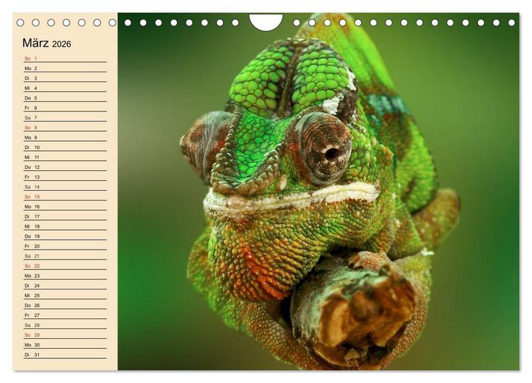 Produktbild: Reptilien. Schlangen, Echsen und Co. (Wandkalender 2026 DIN A4 quer), CALVENDO Monatskalender