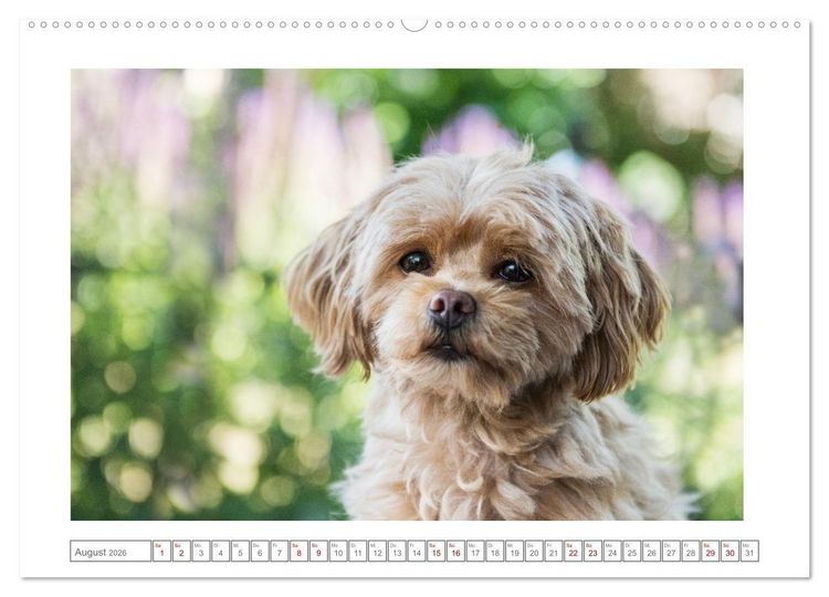 Produktbild: Maltipoo - Malteser -Pudel (hochwertiger Premium Wandkalender 2026 DIN A2 quer), Kunstdruck in Hochglanz