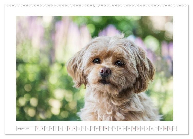 Produktbild: Maltipoo - Malteser -Pudel (Wandkalender 2026 DIN A2 quer), CALVENDO Monatskalender