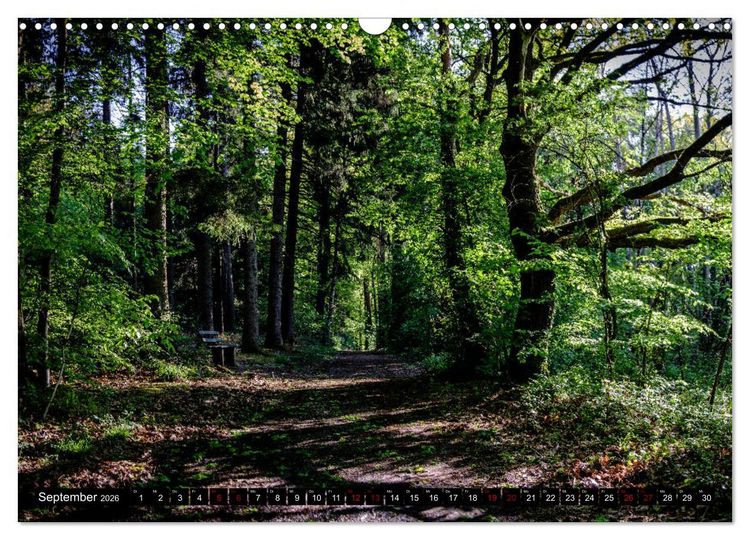 Produktbild: Wege des einfachen Gl&uuml;cks - Spazierg&auml;nge im Wald (Wandkalender 2026 DIN A3 quer), CALVENDO Monatskalender