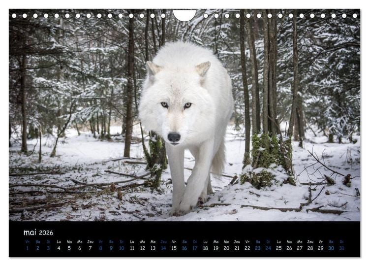 Produktbild: J'ai vu le loup (Calendrier mural 2026 DIN A4 vertical), CALVENDO calendrier mensuel