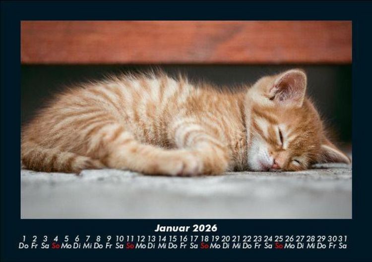 Produktbild: F&uuml;r Katzenfreunde 2026 Fotokalender DIN A5