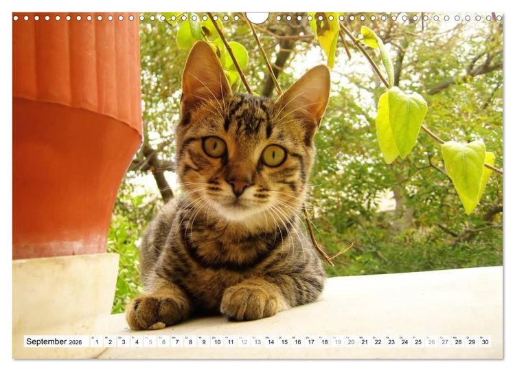 Produktbild: Katzen der Kykladen (Wandkalender 2026 DIN A3 quer), CALVENDO Monatskalender
