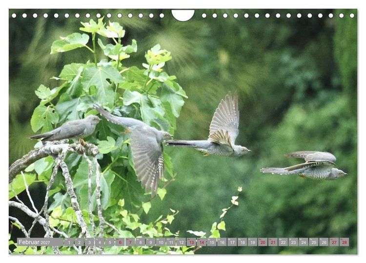 Produktbild: V&ouml;gel im Fluge - Ocells en vol (Wandkalender 2027 DIN A4 quer), CALVENDO Monatskalender