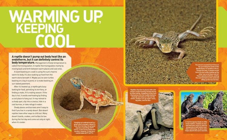 Produktbild: National Geographic Kids Ultimate Reptileopedia