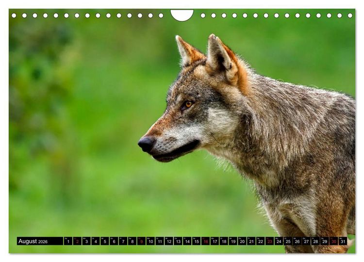 Produktbild: Wildes Deutschland (Wandkalender 2026 DIN A4 quer), CALVENDO Monatskalender