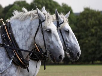 Produktbild: CALVENDO Puzzle Percheron-Gespann | 1000 Teile Lege-Gr&ouml;&szlig;e 64x48cm Foto-Puzzle f&uuml;r gl&uuml;ckliche Stunden