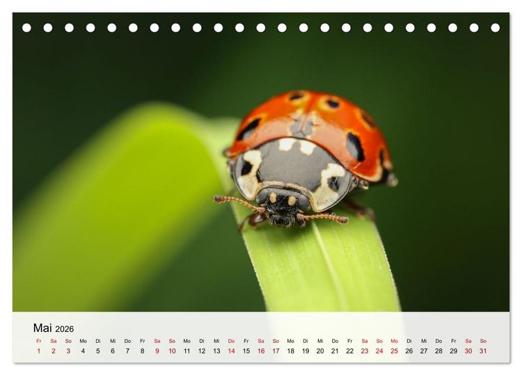 Produktbild: Verborgene Wunder (Tischkalender 2026 DIN A5 quer), CALVENDO Monatskalender